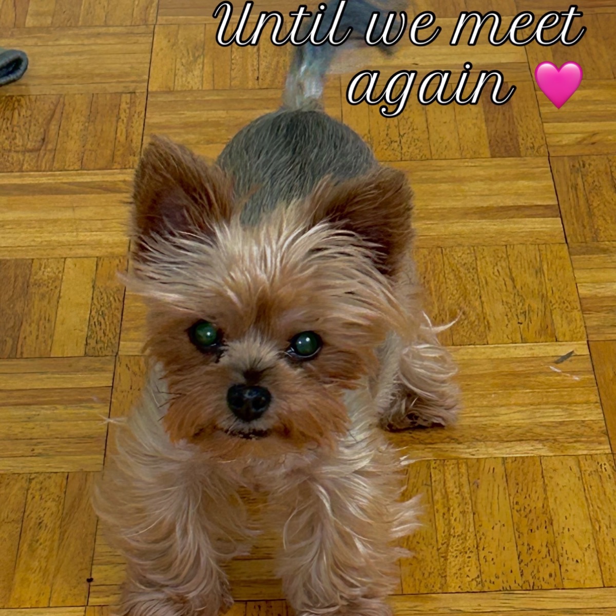 Lucy