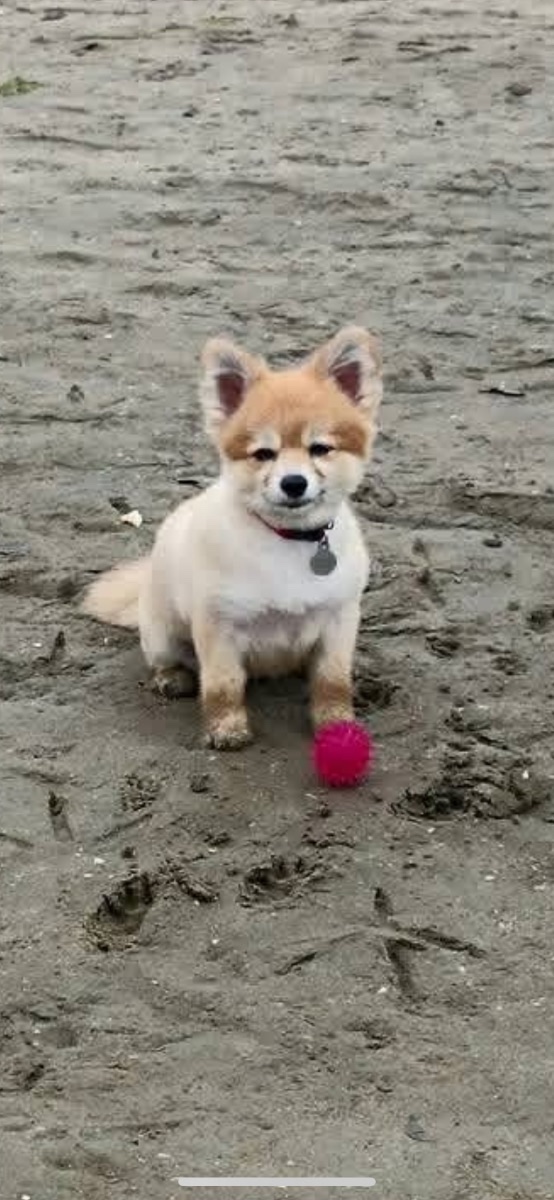 Charlie Girl