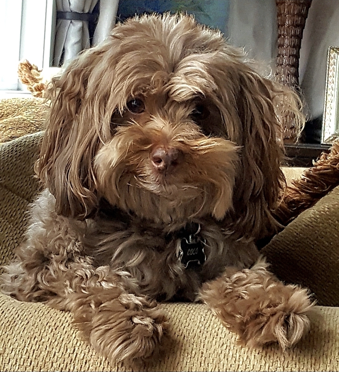 COCO