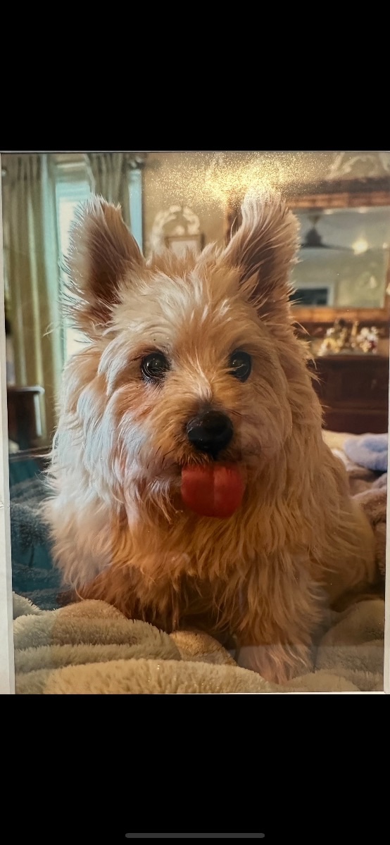Cooper