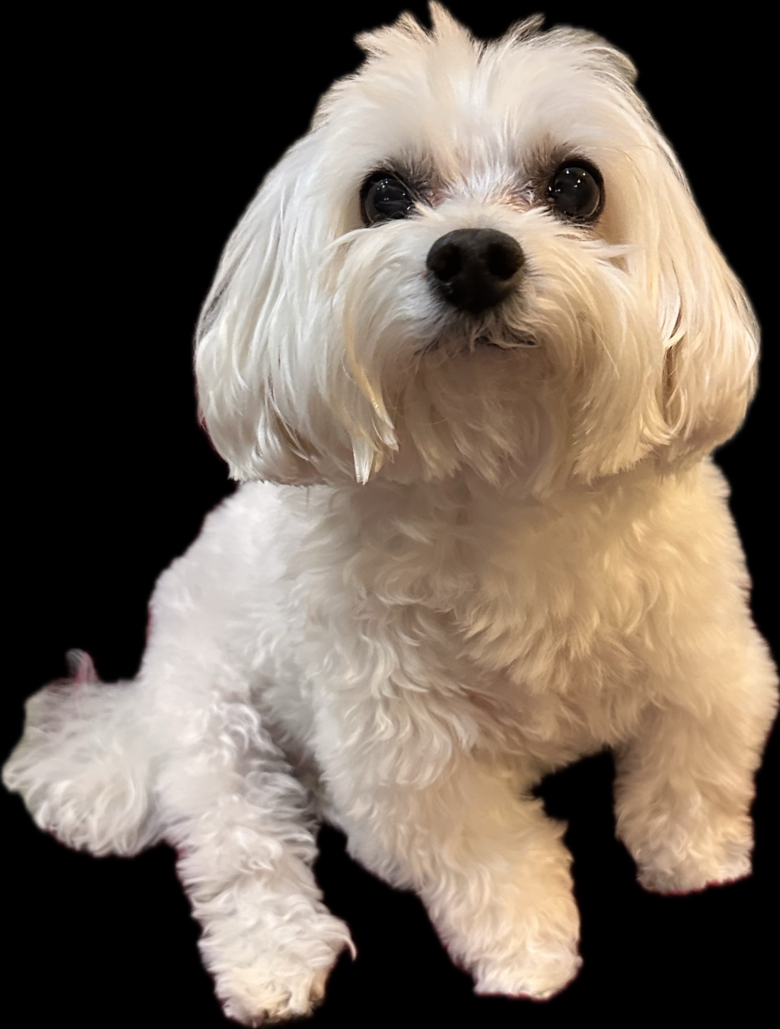 Buddy