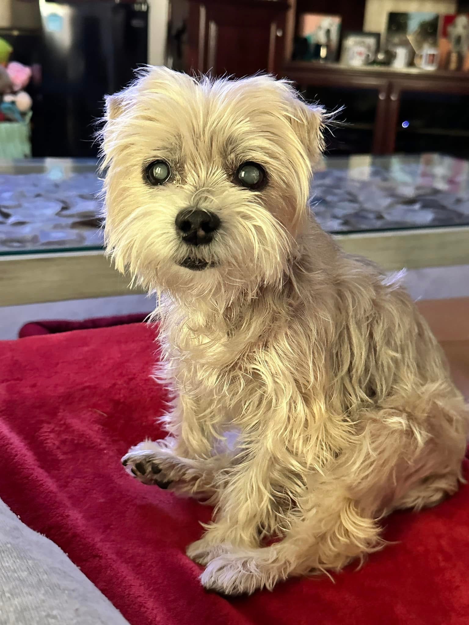 Gigi