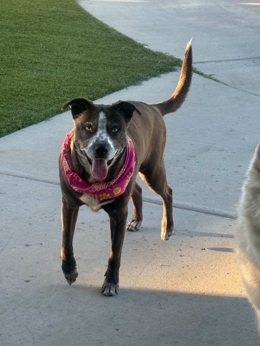 Stella