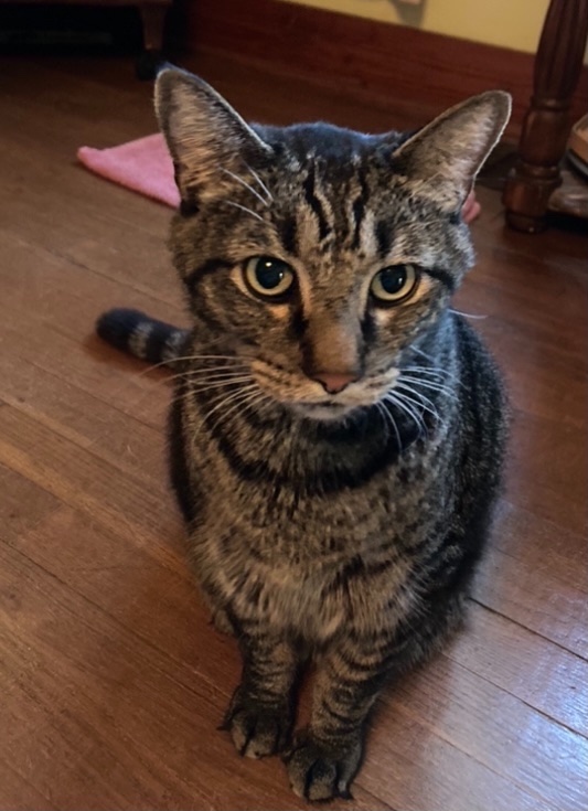 My Kitty Joseph
