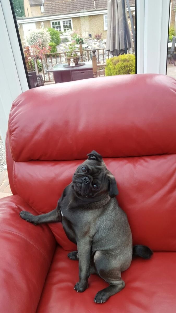 Our Darling Reggie