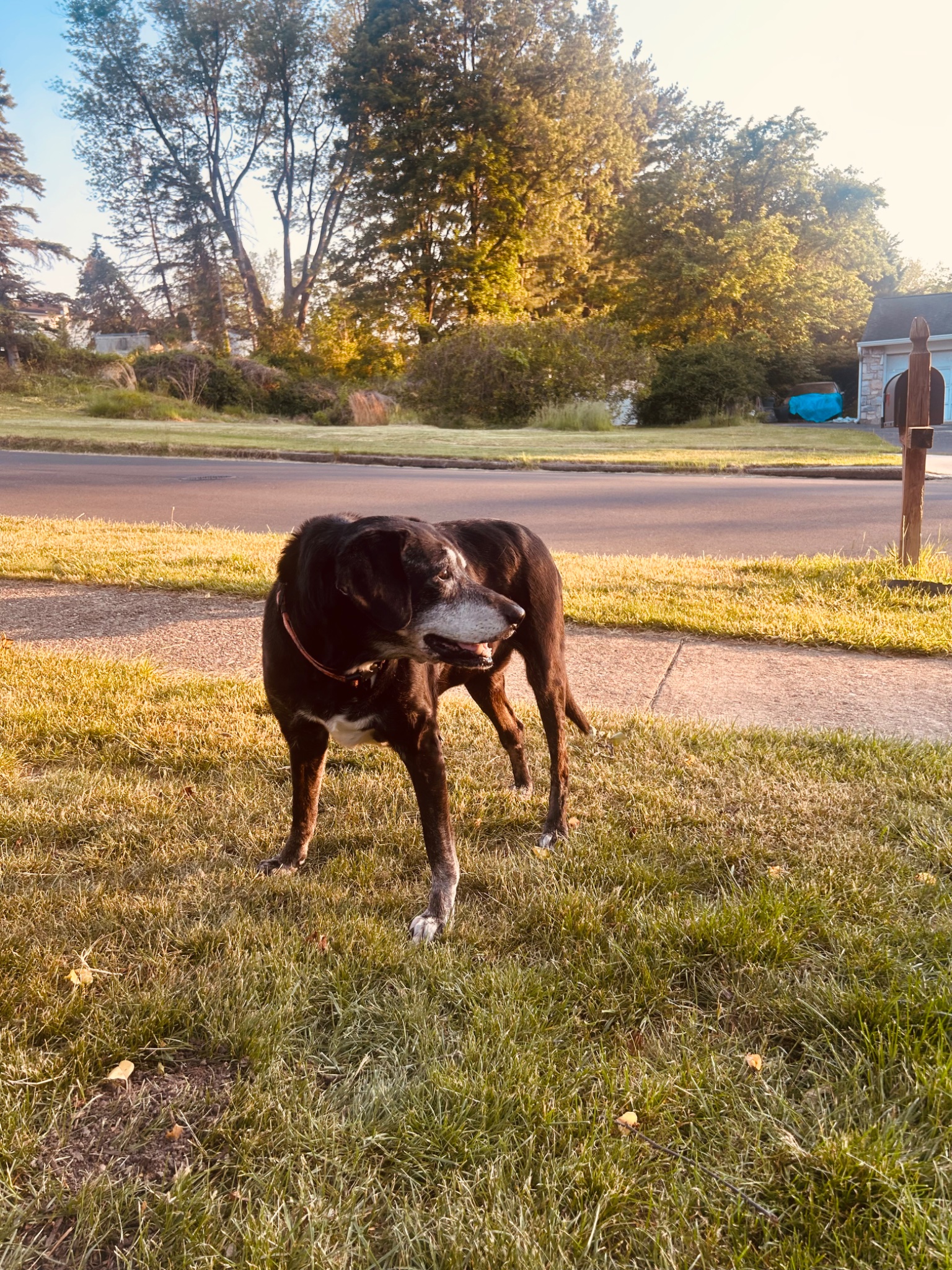 Bella