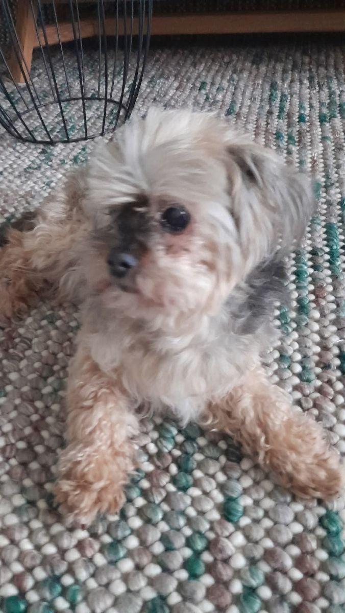Puppup