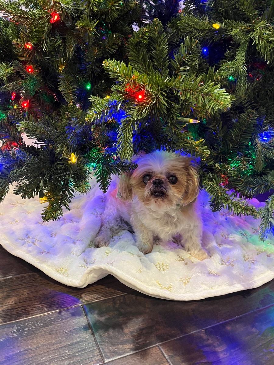 Gizmo