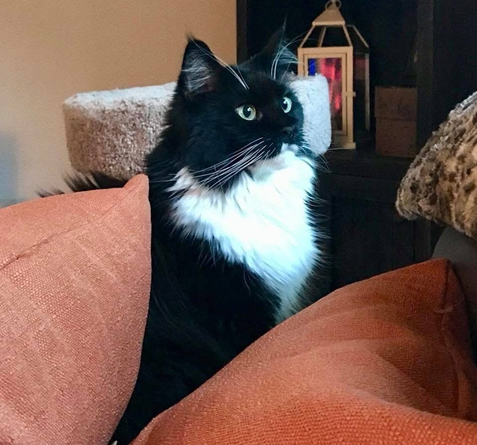 Bella