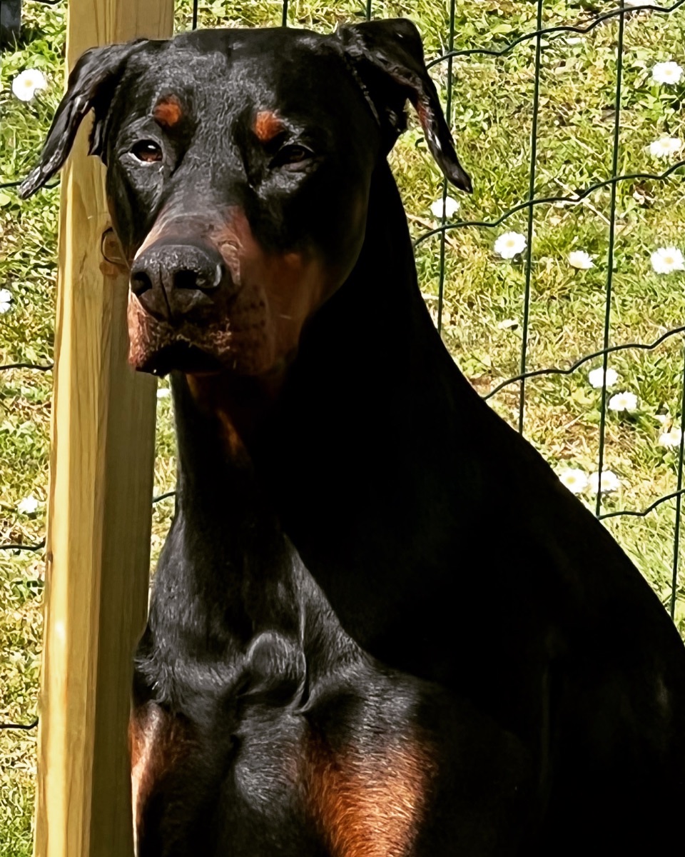 Wylie
