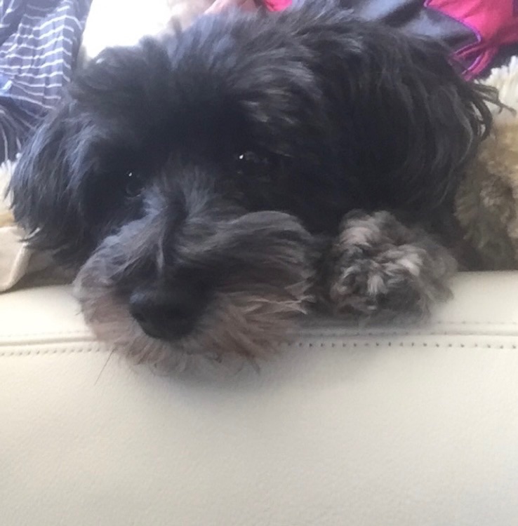 Lucy