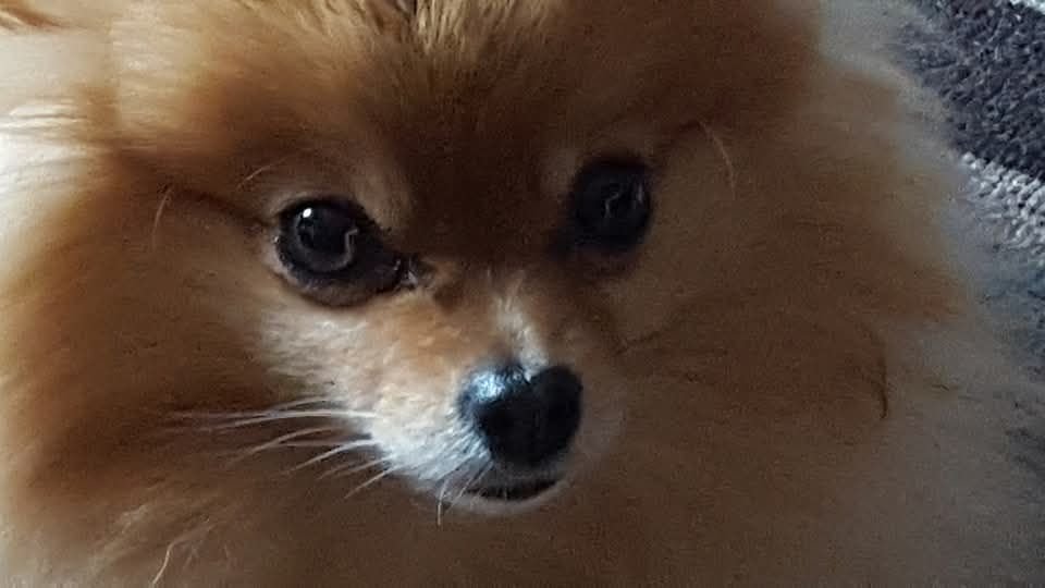 Annie