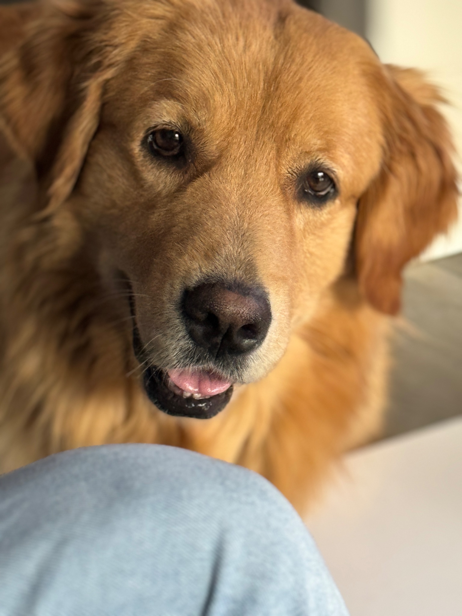 Bailey