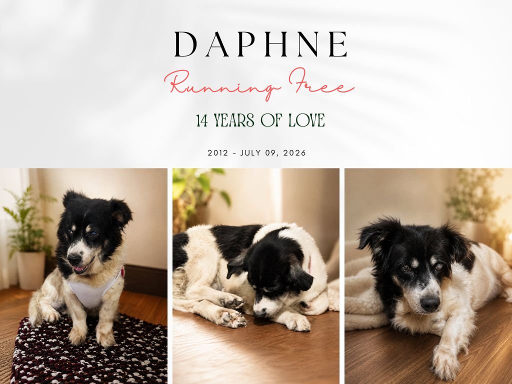 Daphne