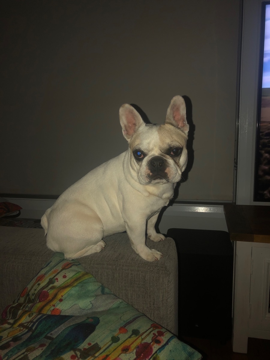 Willow