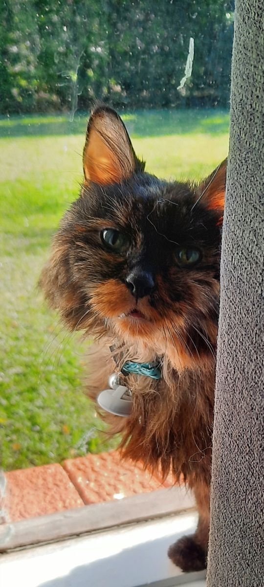Missy 