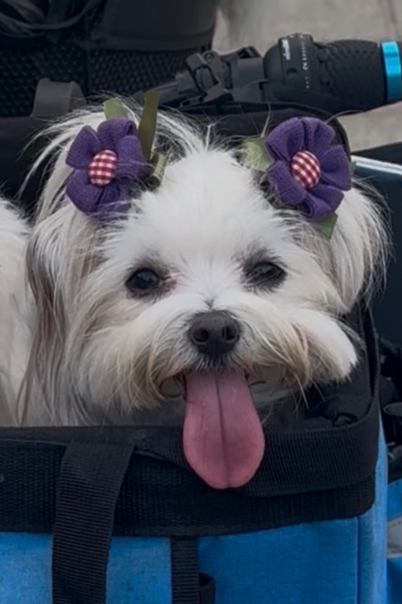 Bella