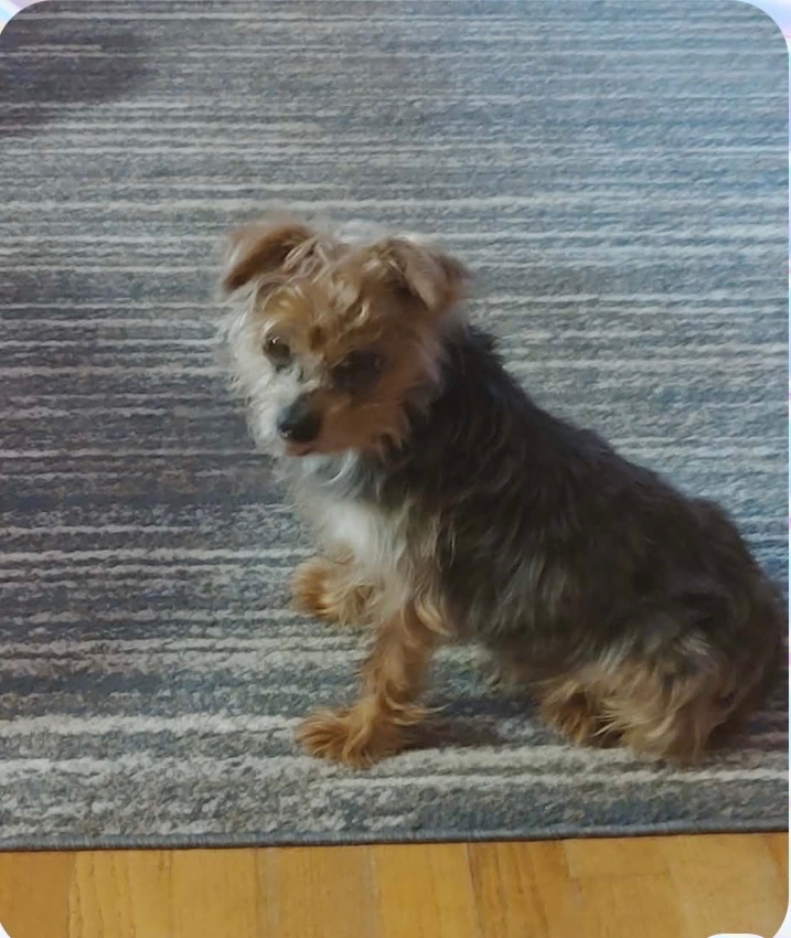 Maxi Pooh