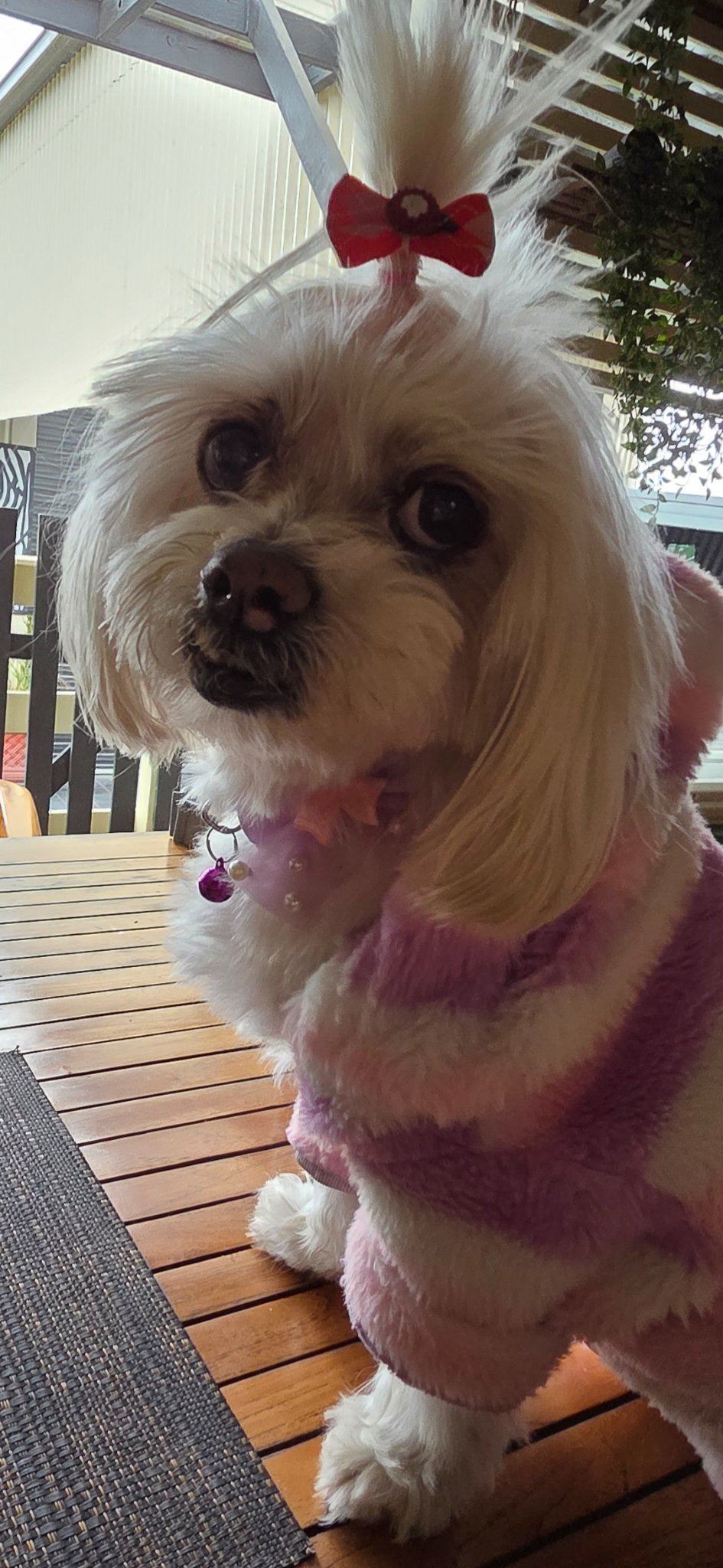 Tia