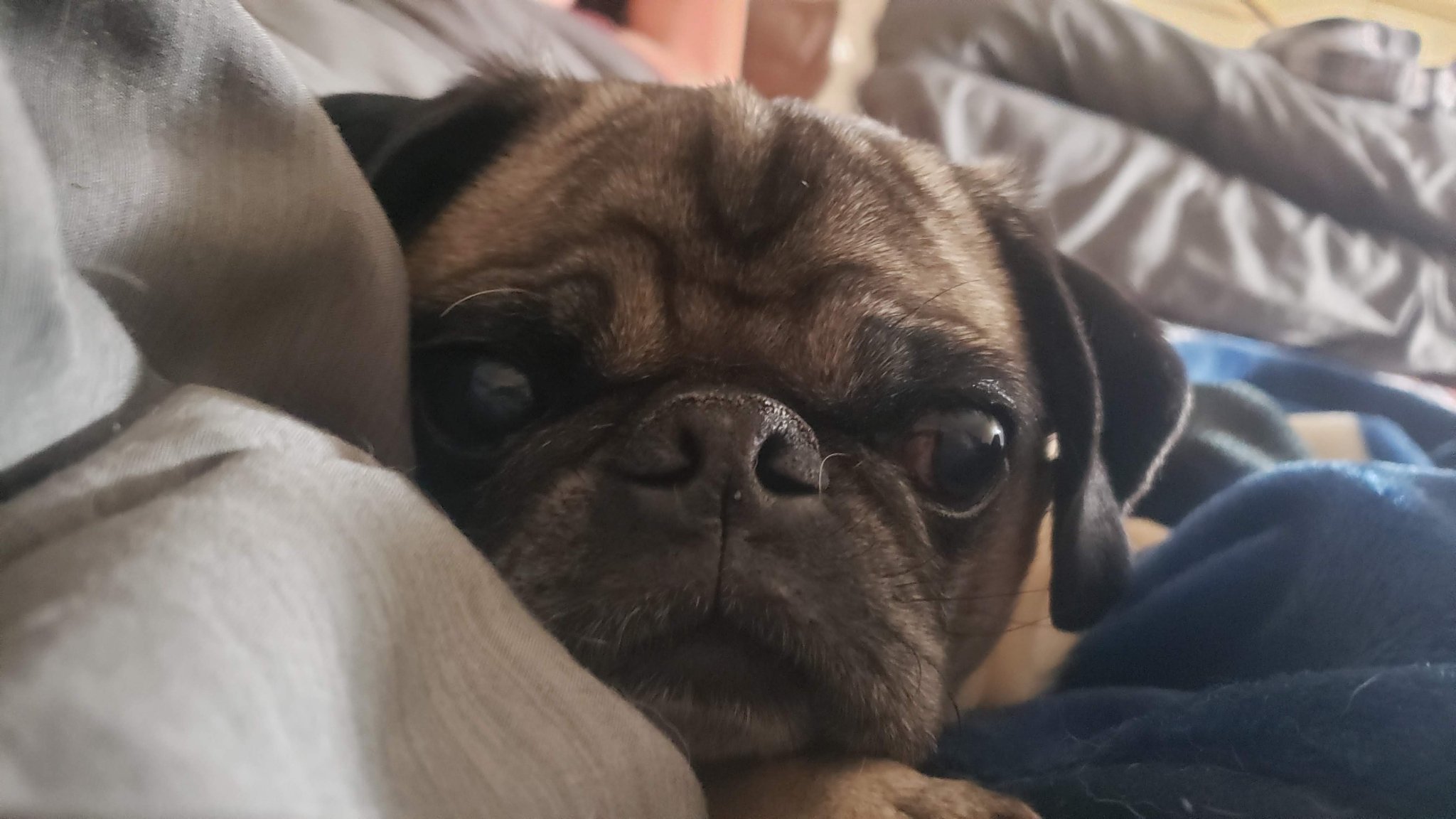 Kosmo