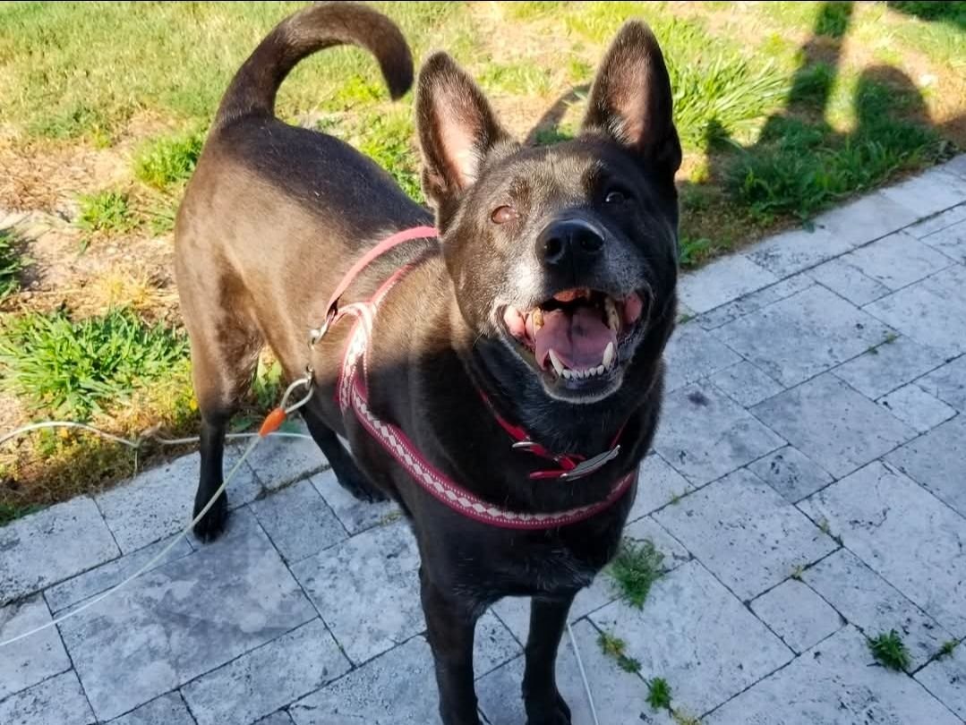 Harley