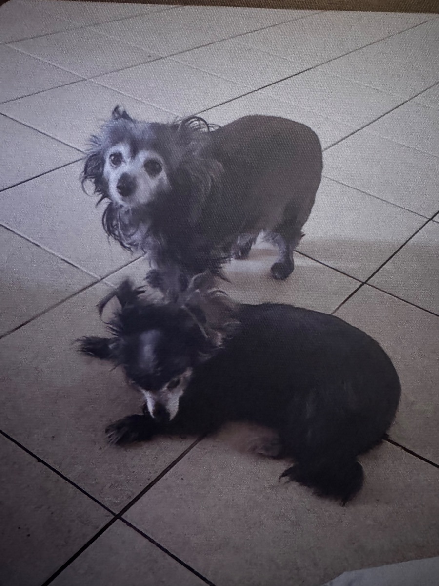 Blacky & Choko