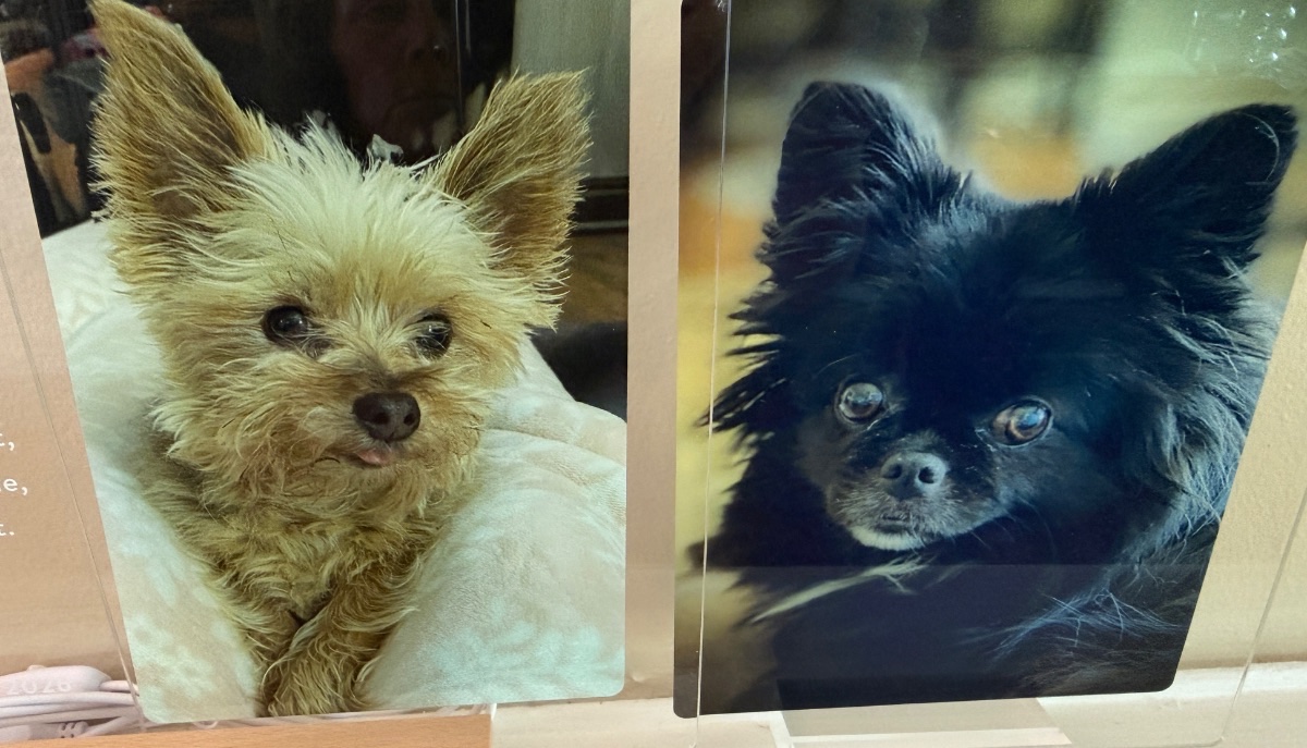 Rocky & Bella