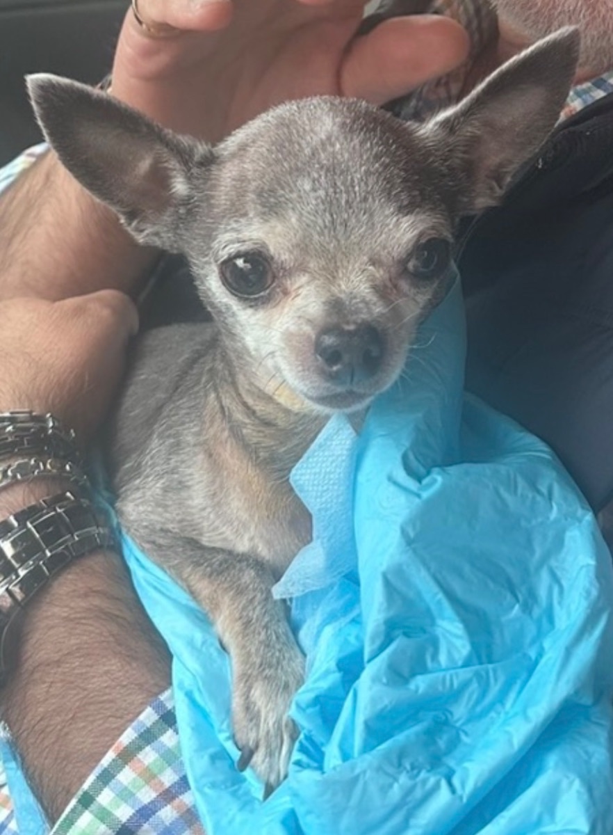 Valentino Vallie for short