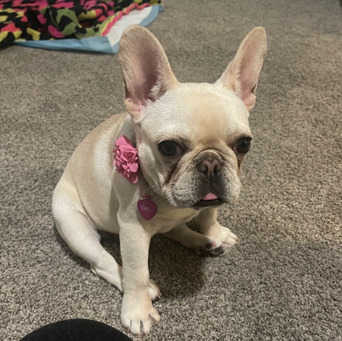 Cali
