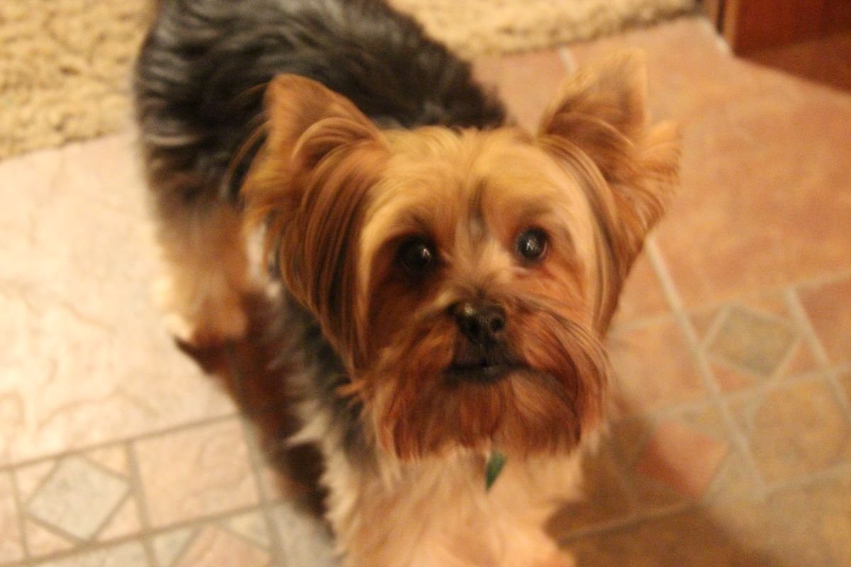 Chauncey