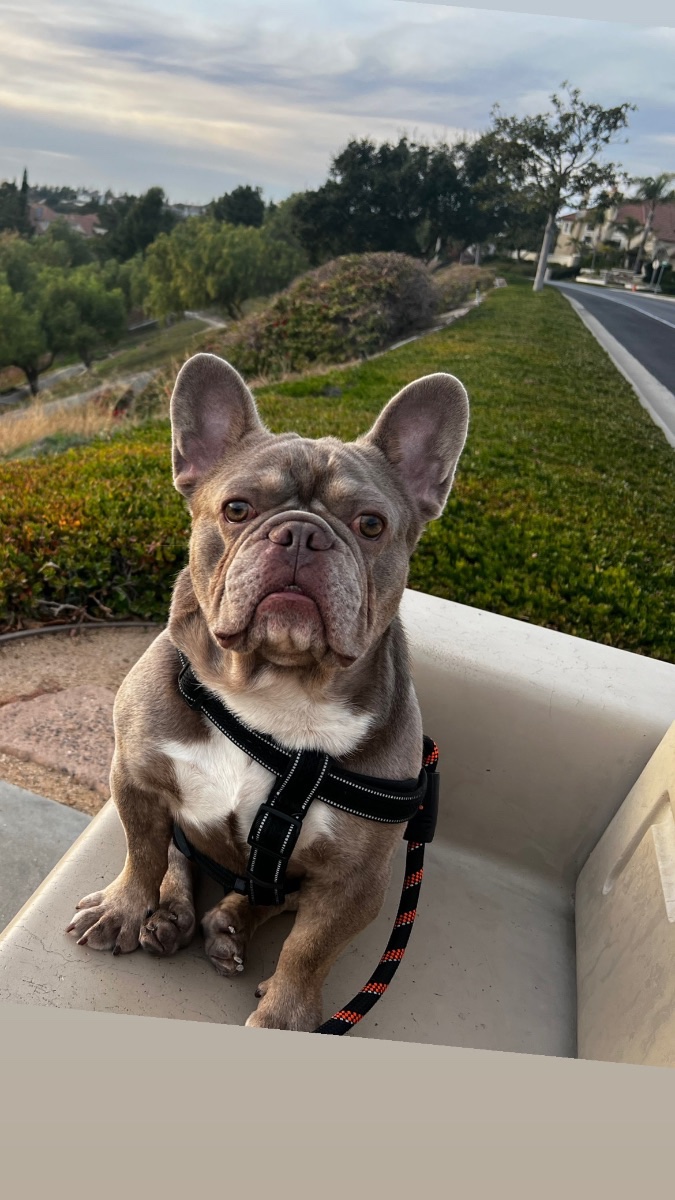 Olaf aka Fat Body