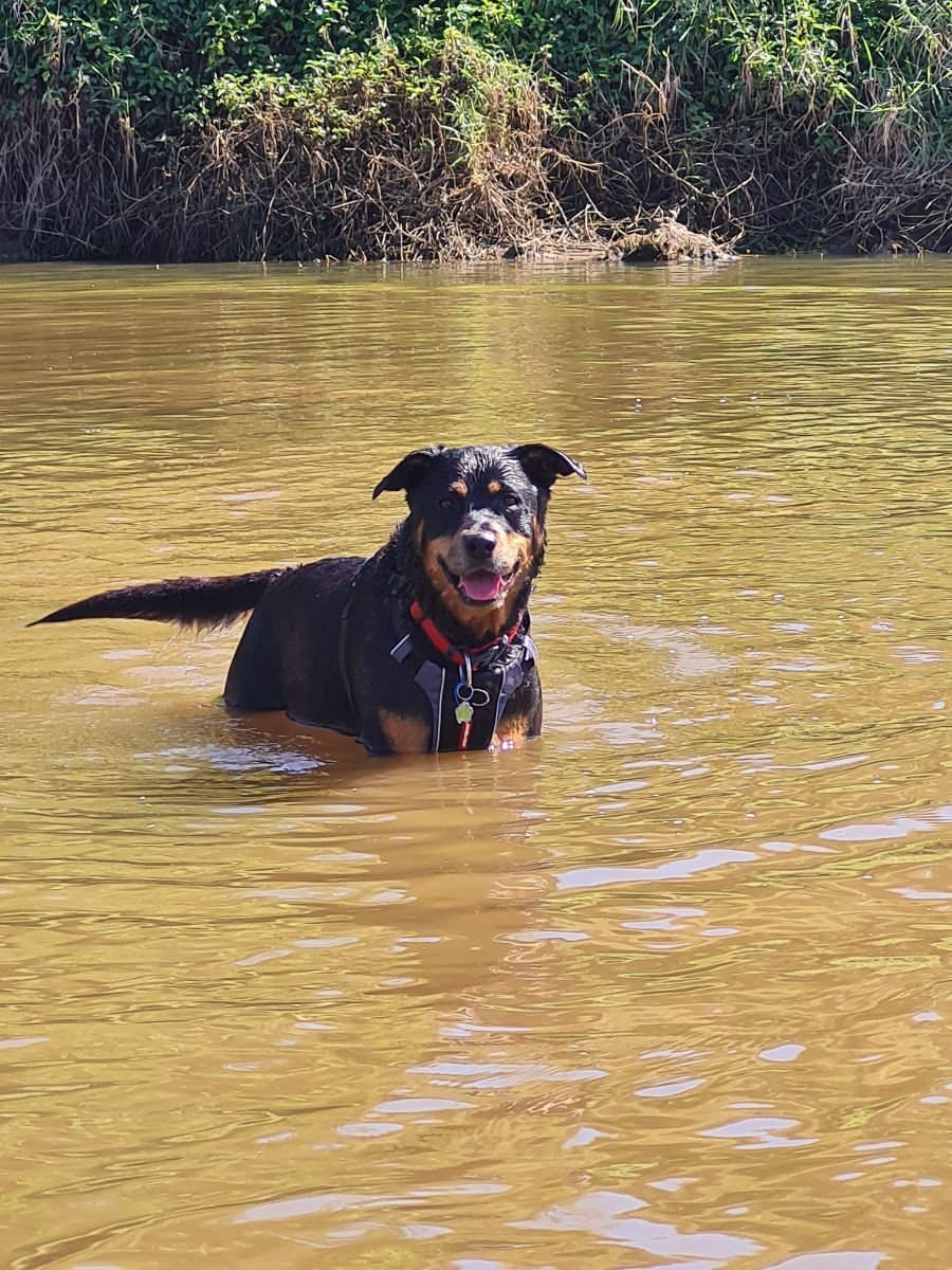Nala