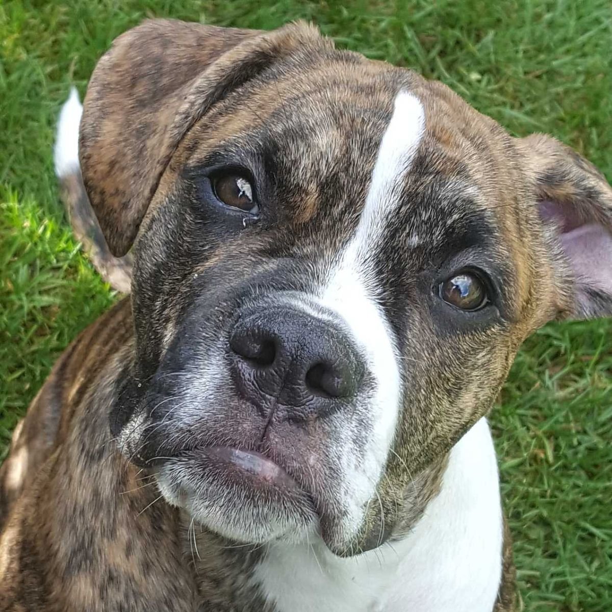 Stella