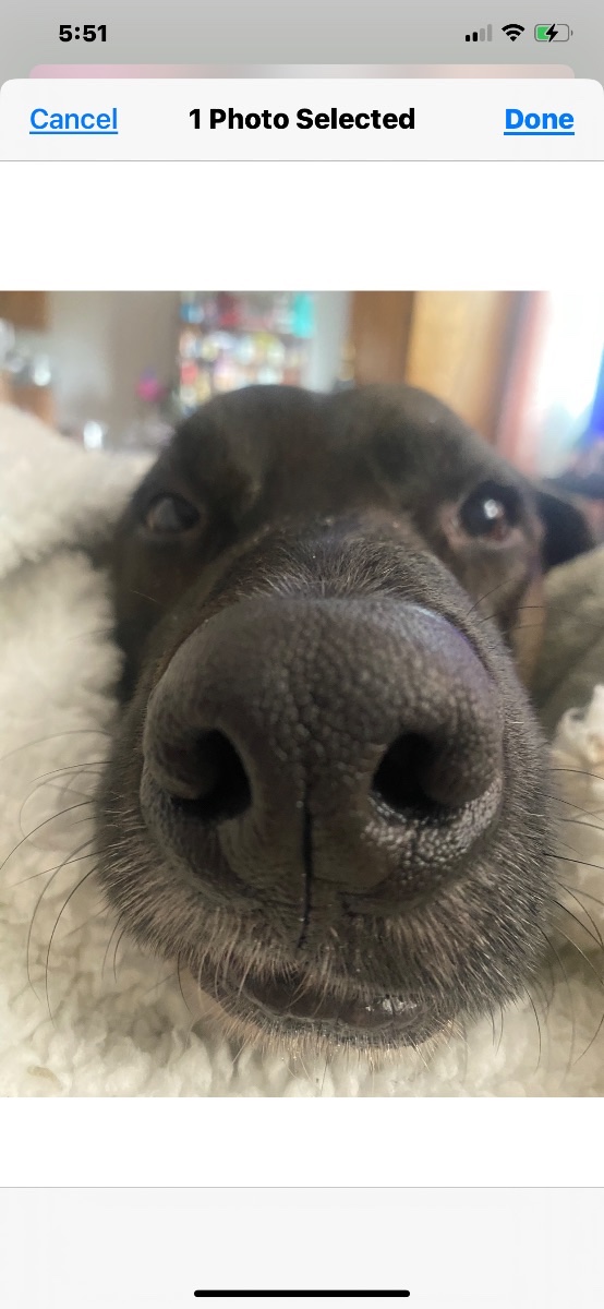 Hank