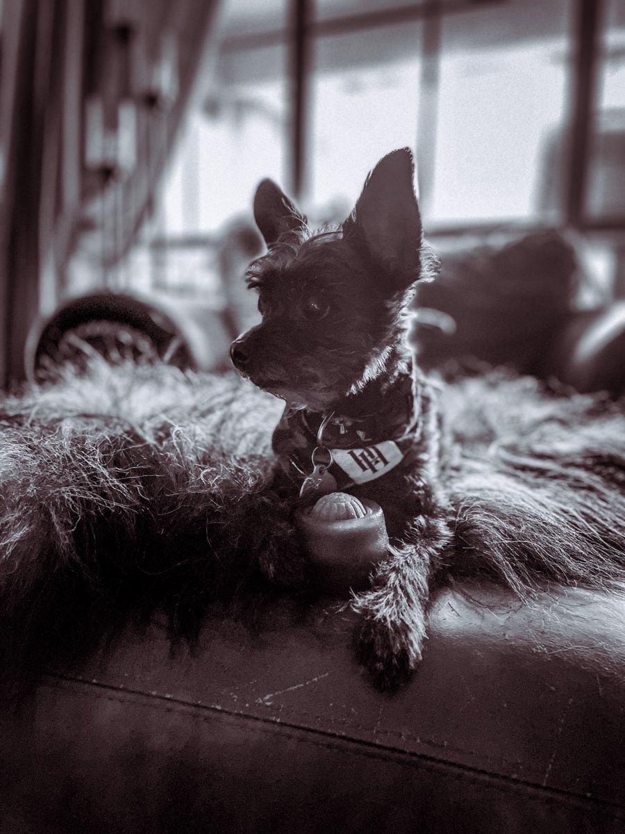 Loki