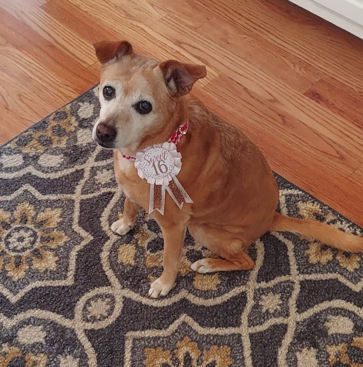 Gracie