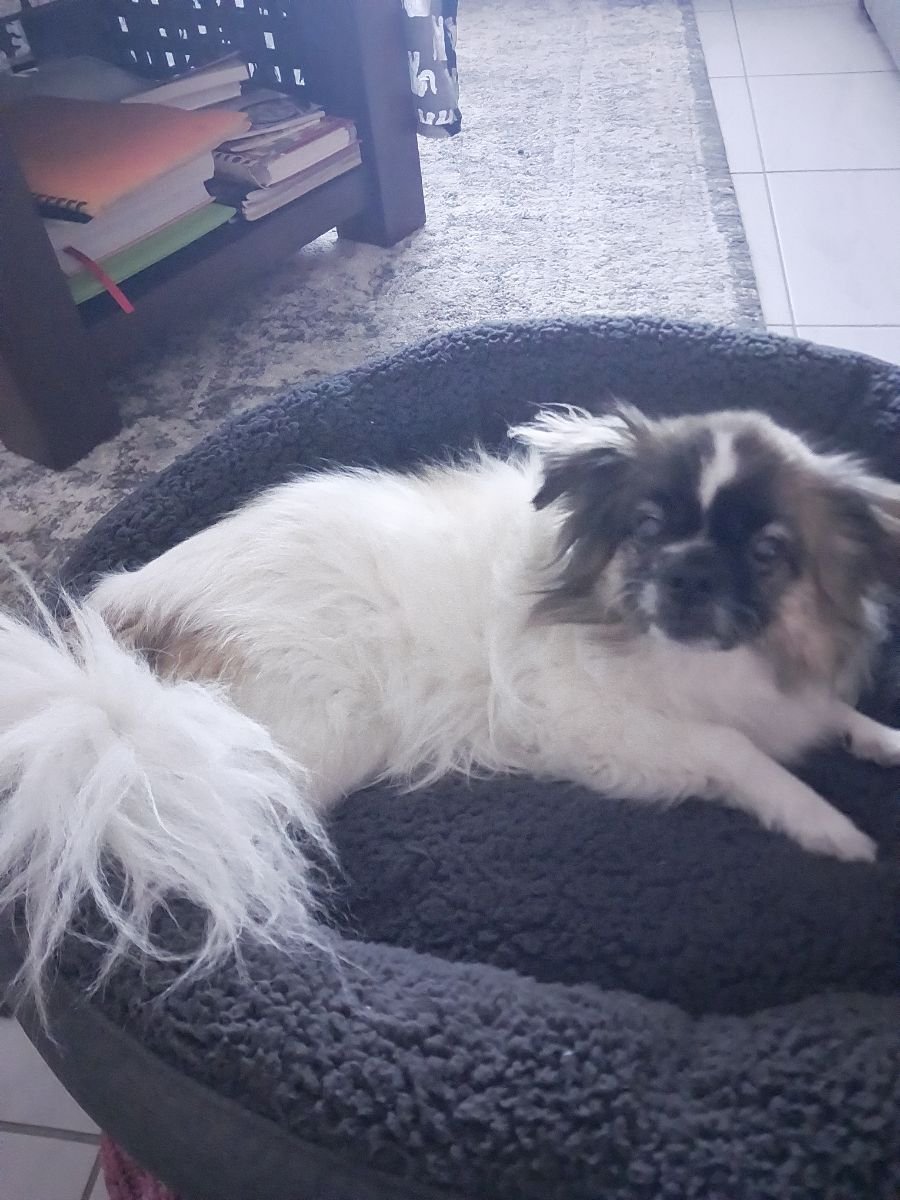 Buddy