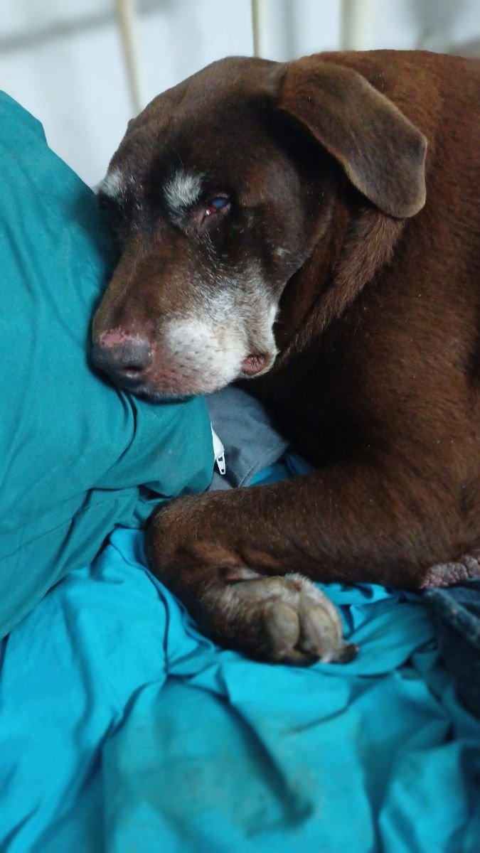Gidget
