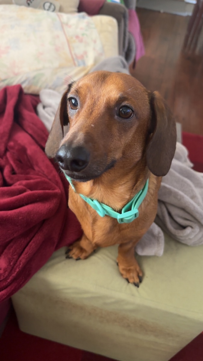 Biskit