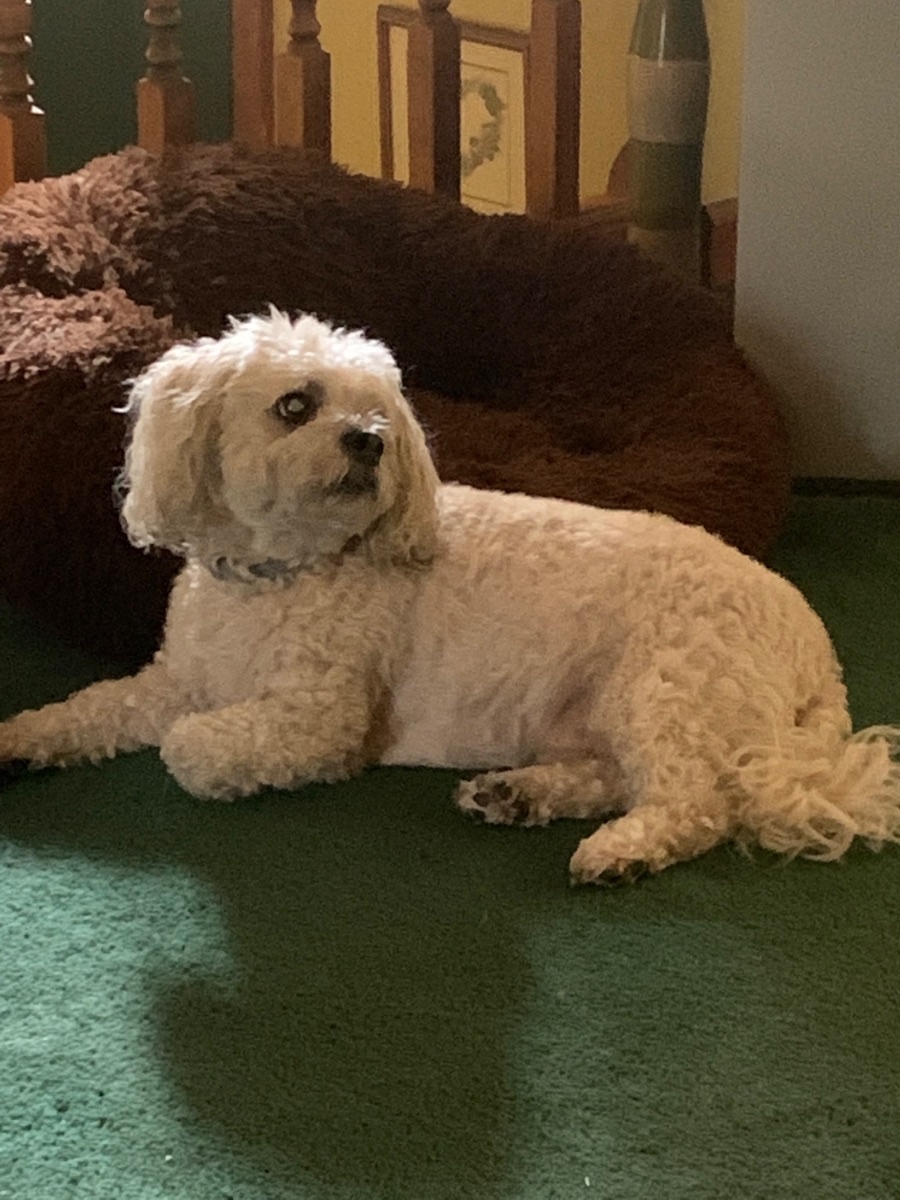 Fozzie