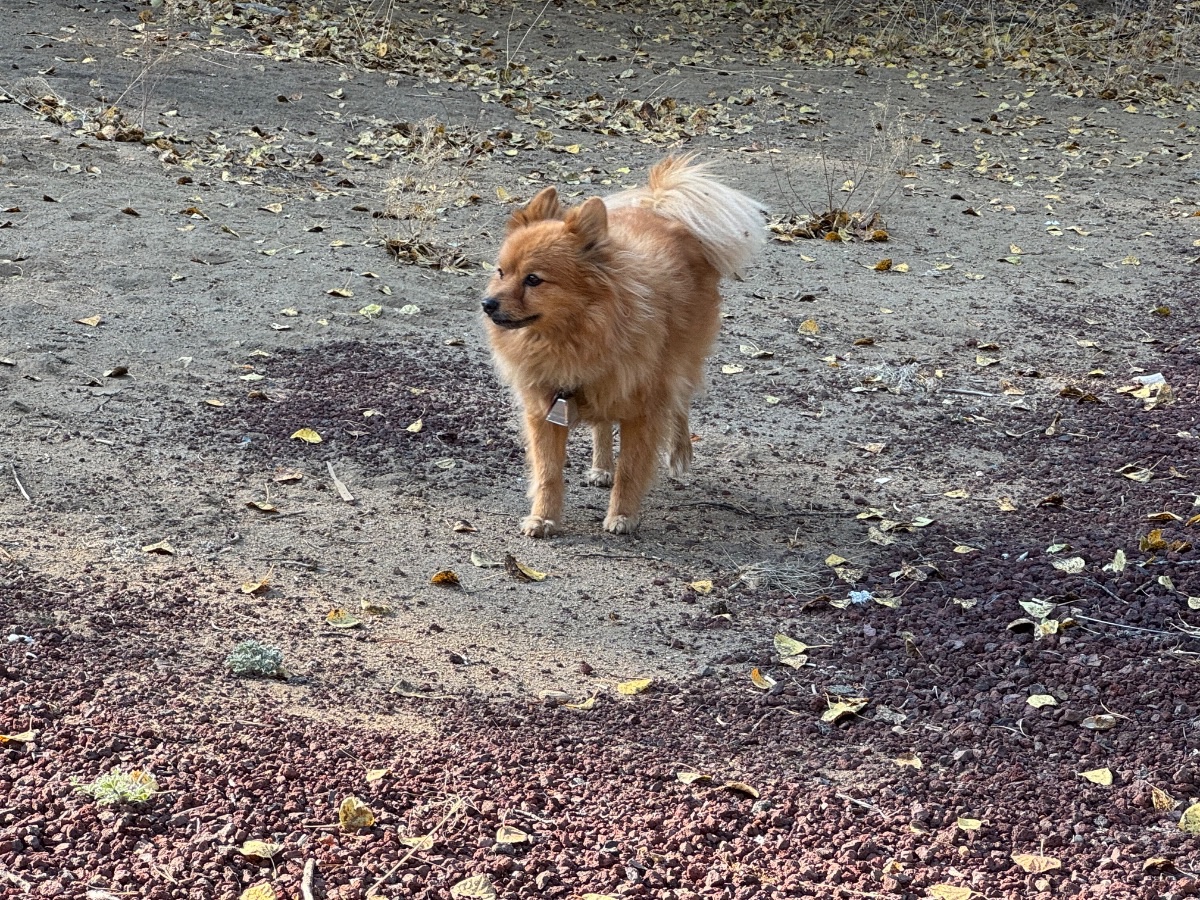Foxey