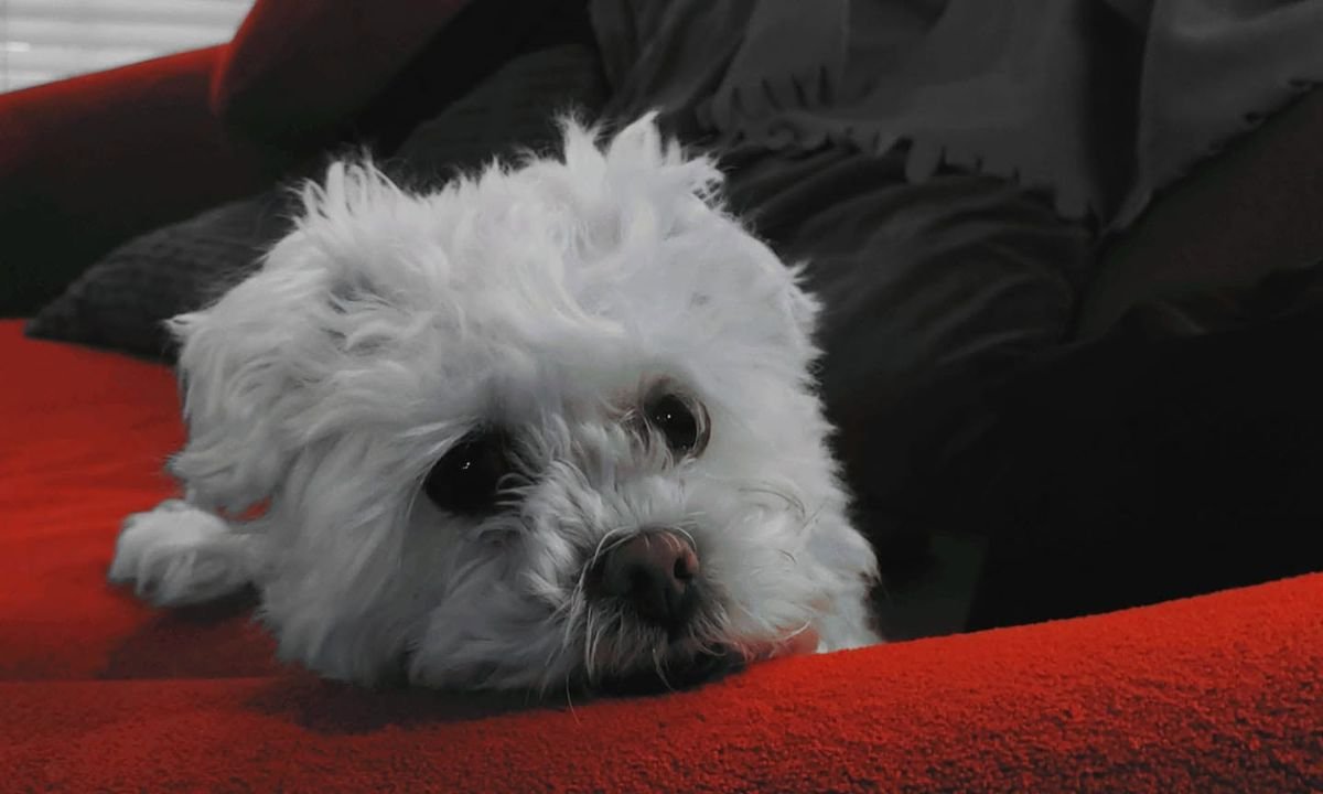 Lolita
