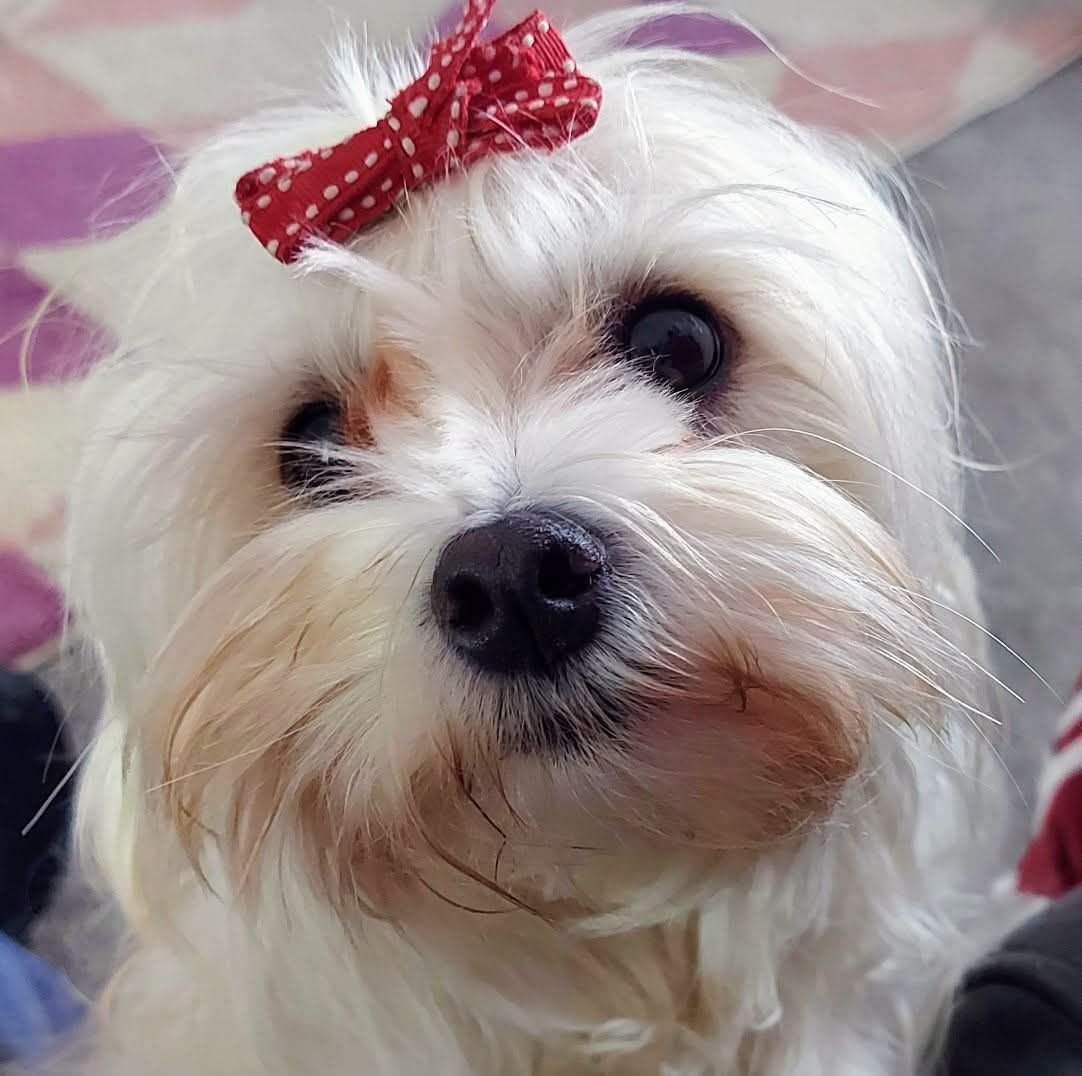 Suki 