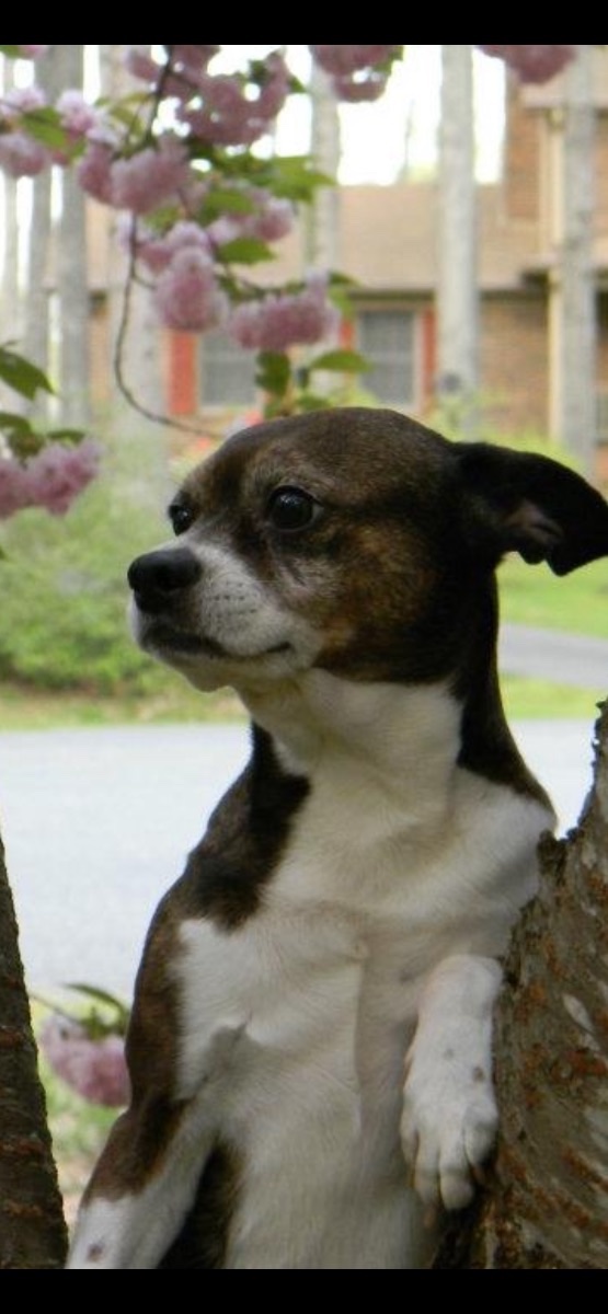 Lucky Dog