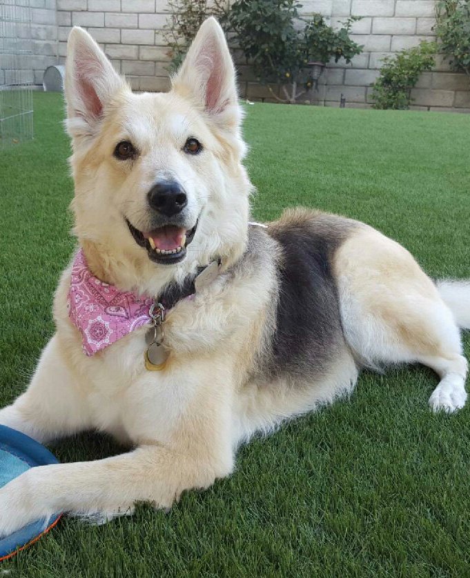 Maiya