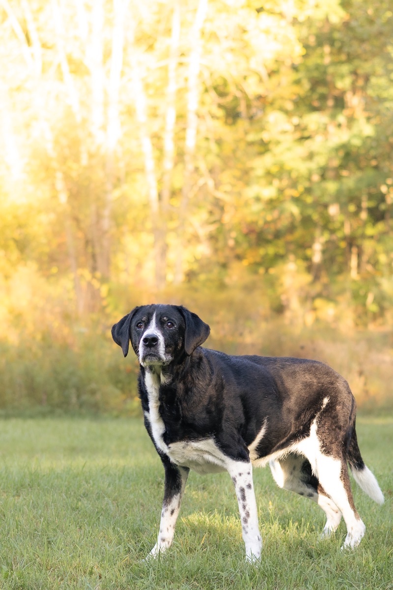 Indi
