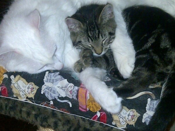 Lucas, Bianco & Bella