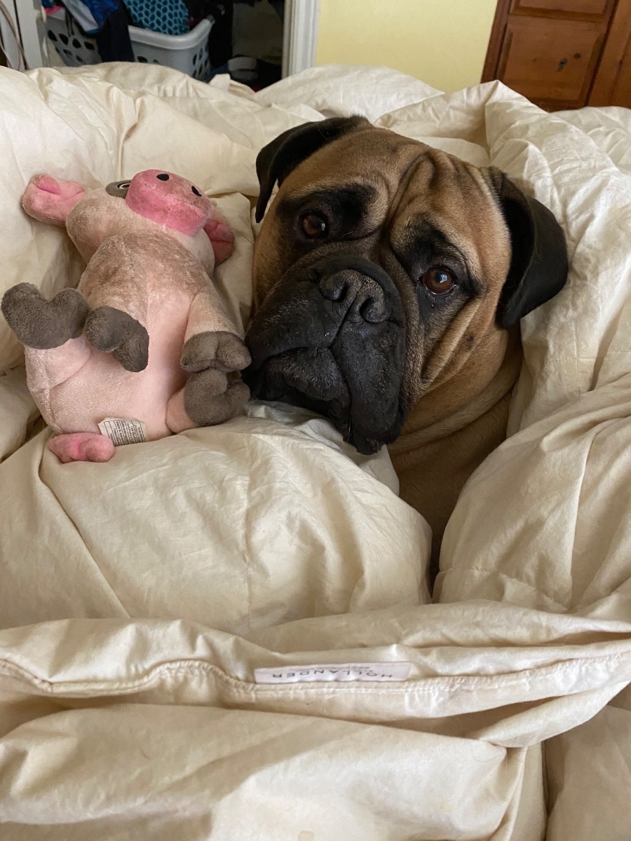 Darla 