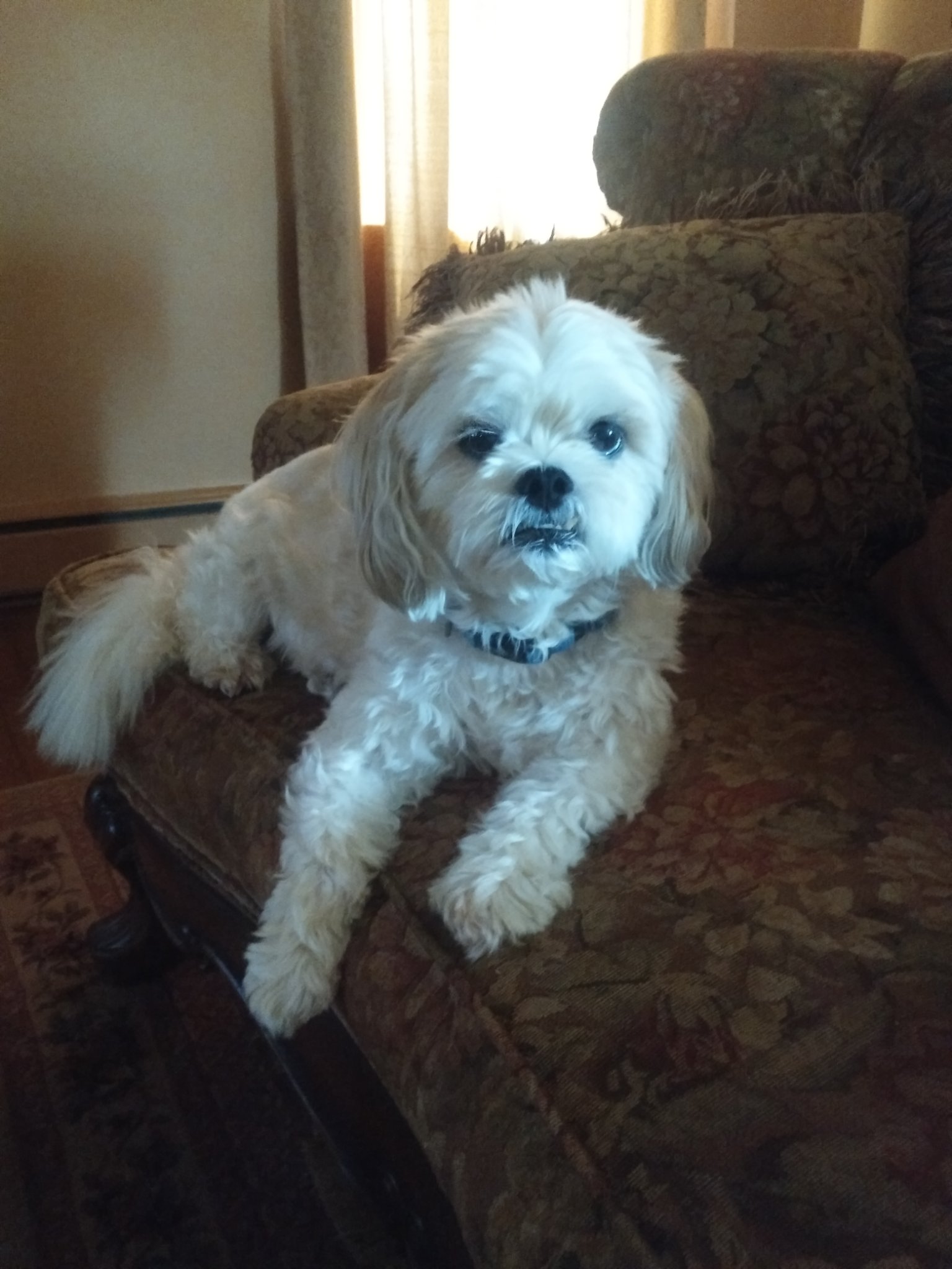 Vito