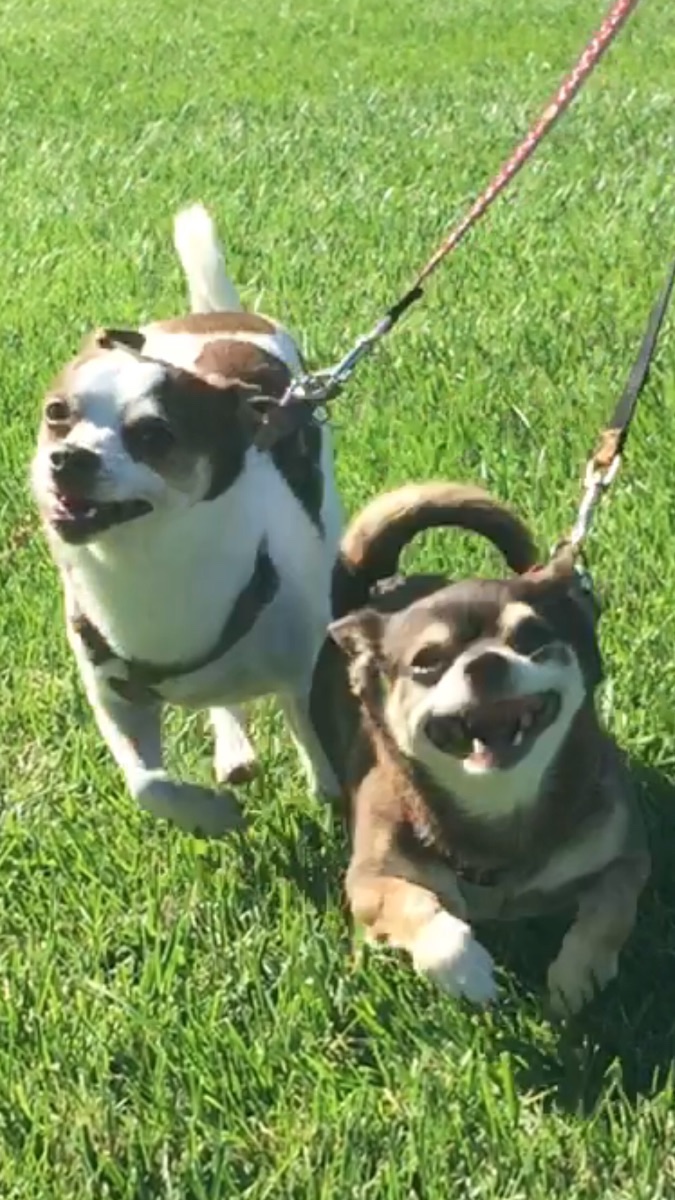 Gizmo and Keiko